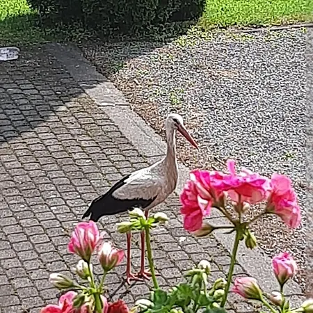 Apartment Nad Woda 2 *